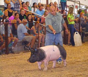 Scott Halasz demonstrates his swine showmanship at the Greene County Fair